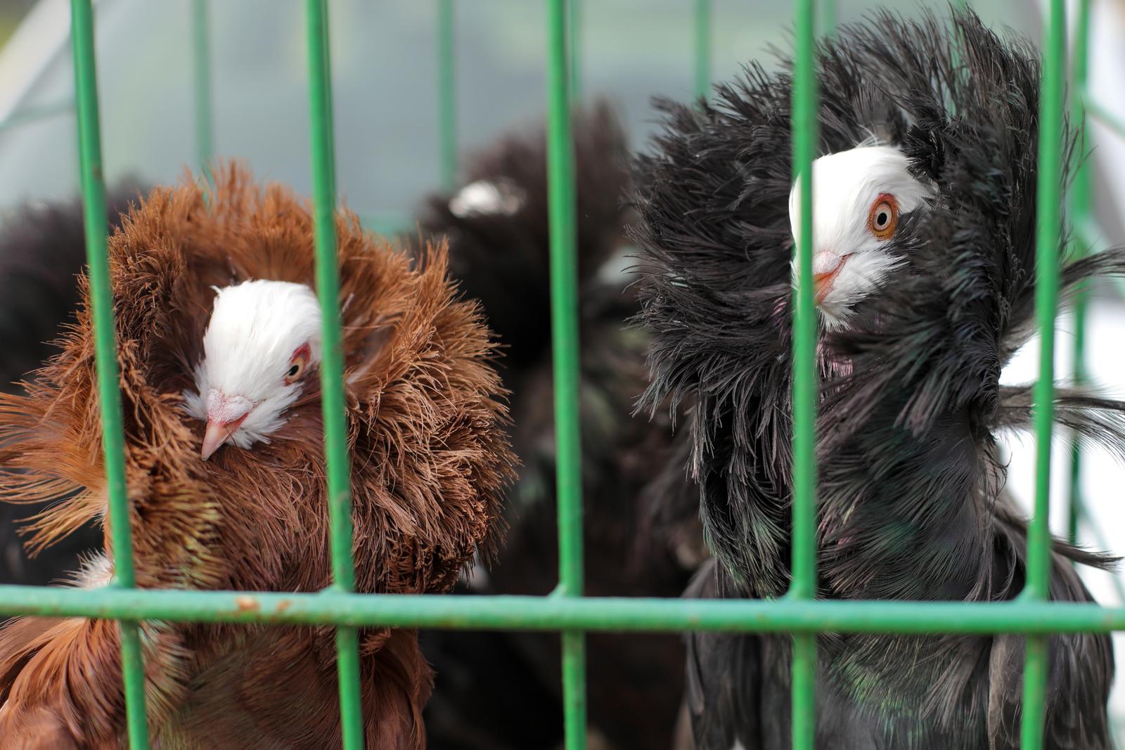 Osječka golubarska pija, rujan 2022. Osječka golubarska pija, rujan 2022.