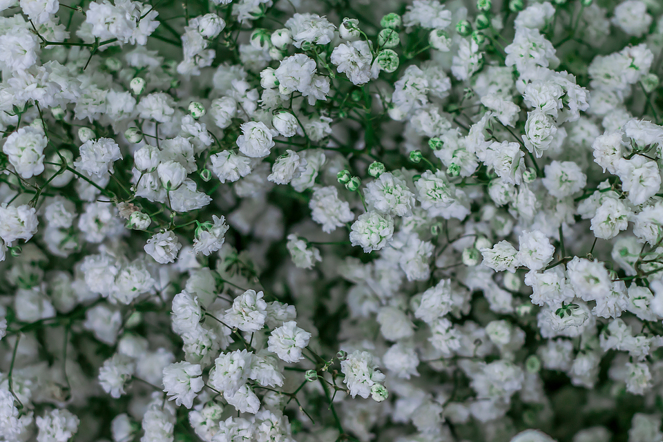 Florista