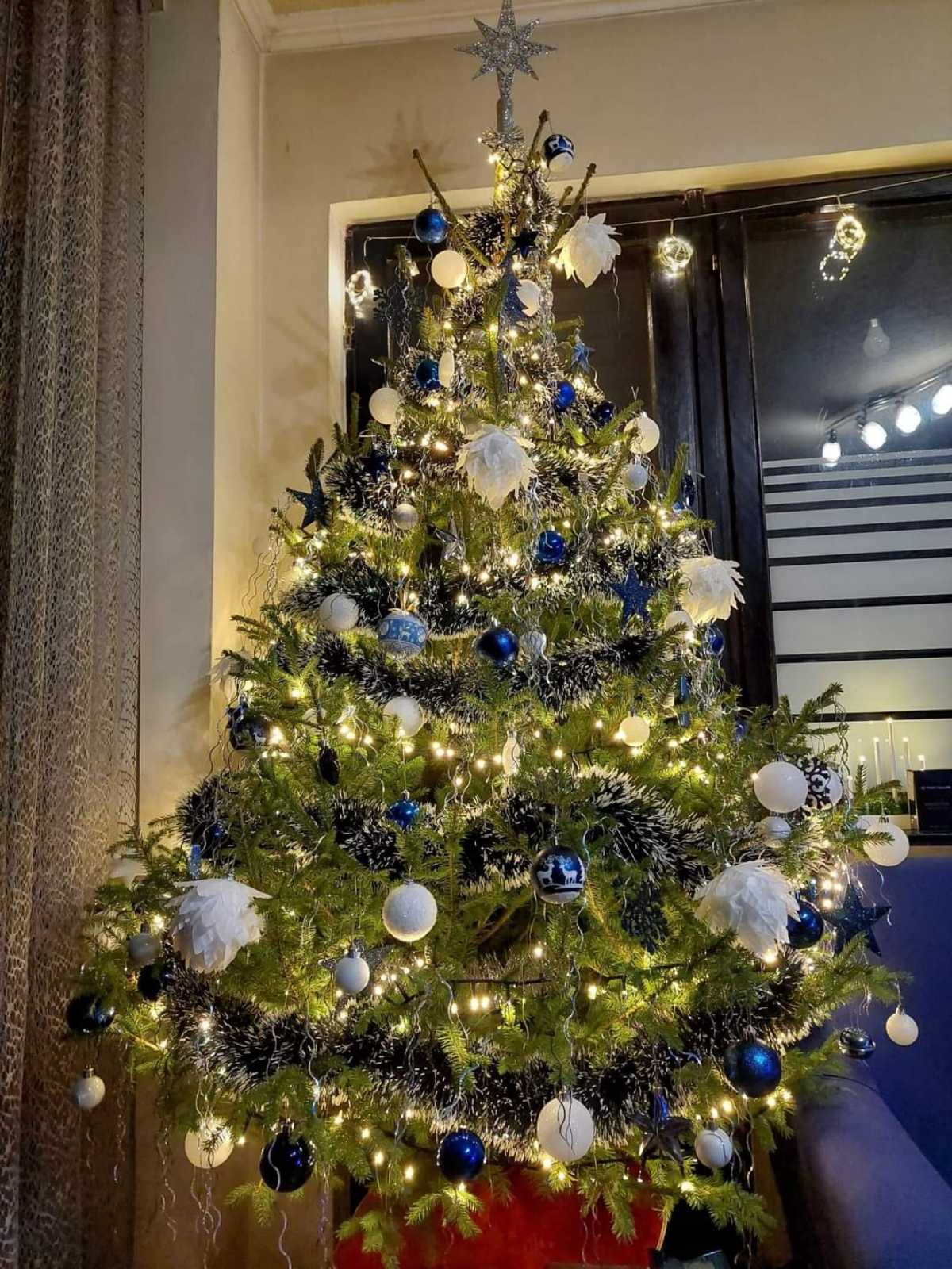 Najljepši borovi na Božić 2023. Najljepši borovi na Božić 2023.