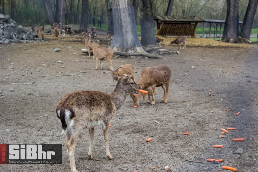 zoo_uskrs_2016_sibhr_157