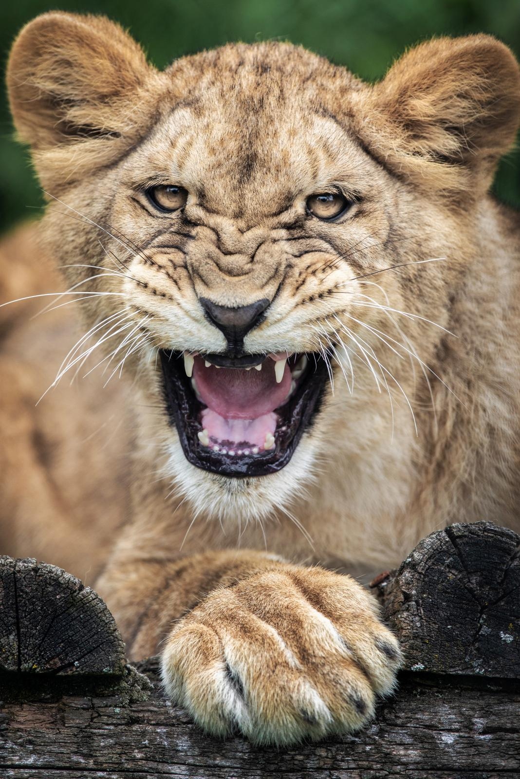 Novi stanovnici osječkog ZOO