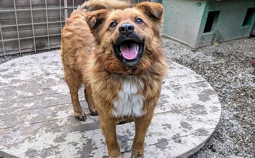 daćo