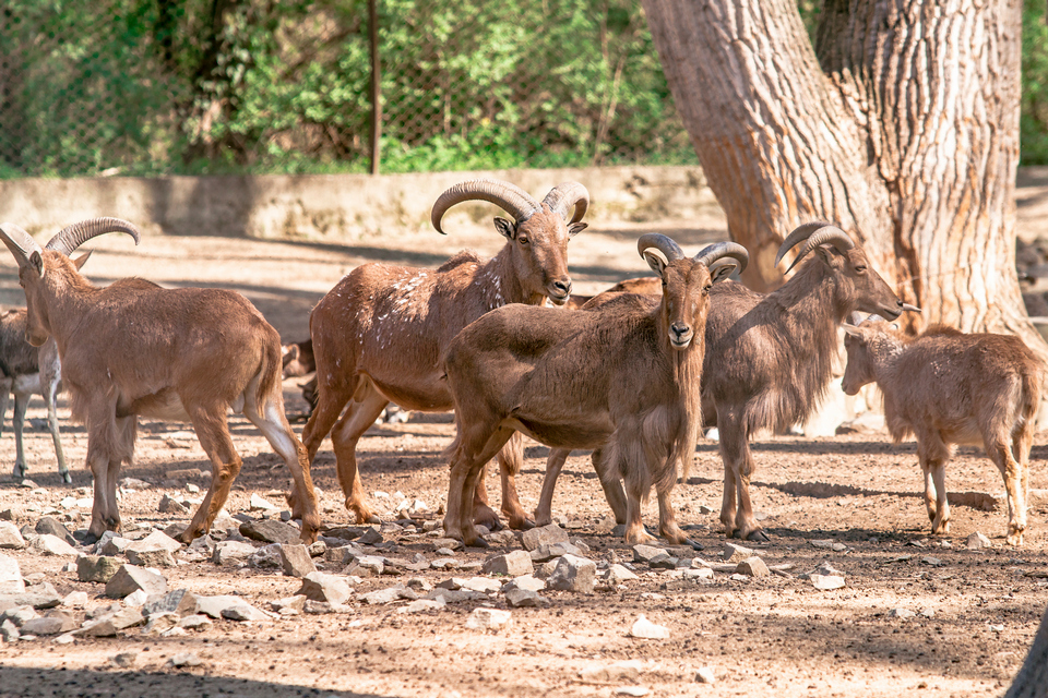 ZOO vrt  Osijek u proljeće