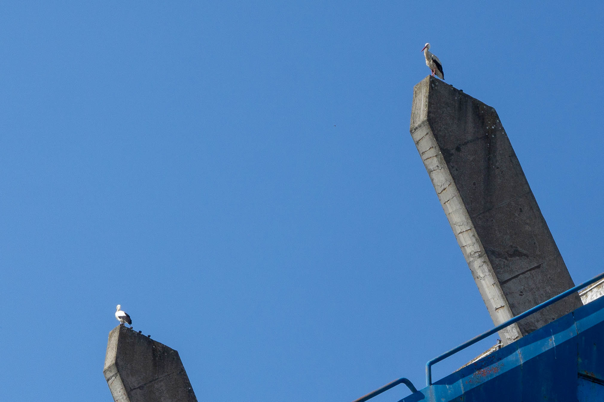 Rode na Gradskom vrtu Rode na Gradskom vrtu