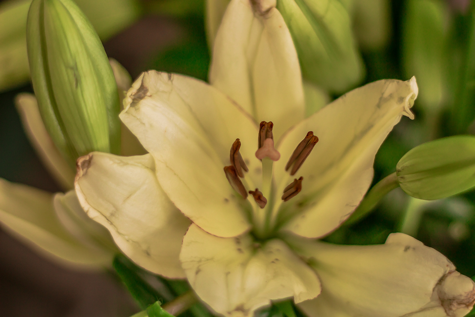 Florista
