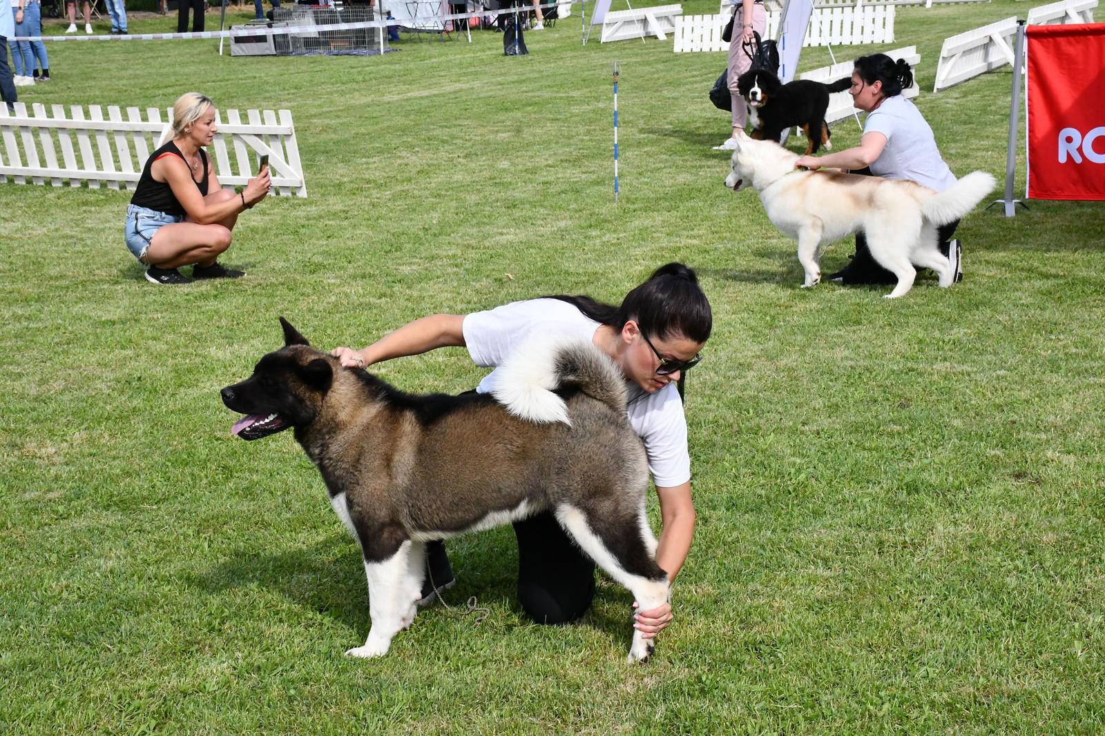 Nacionalna izložba pasa svih pasmina u Slavonskom Brodu