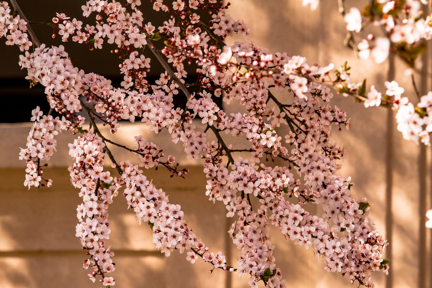 Ulica ringlova u Osijeku