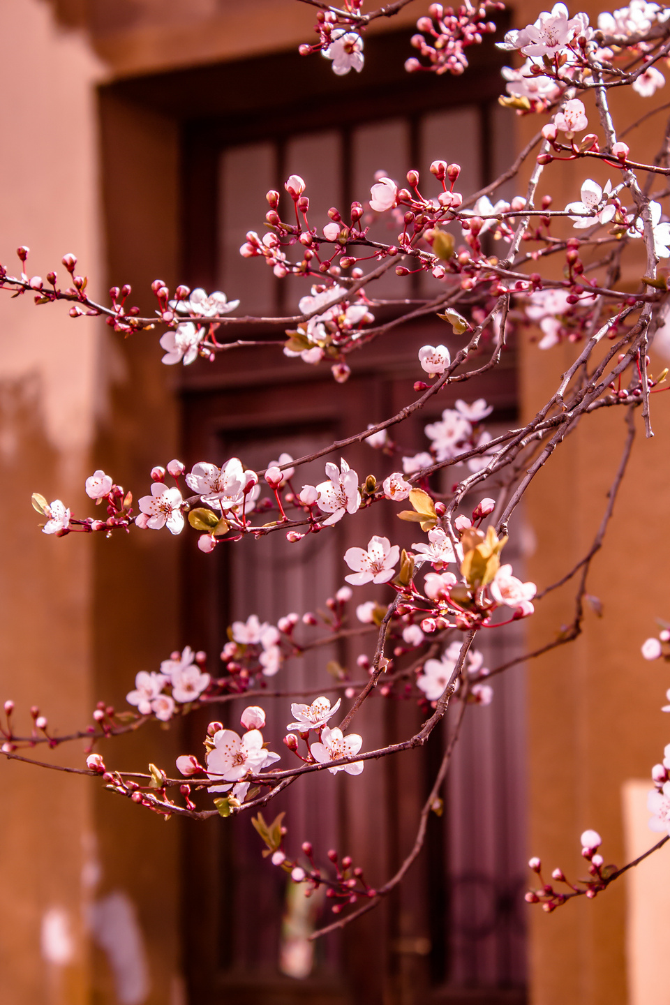 Ulica ringlova u Osijeku