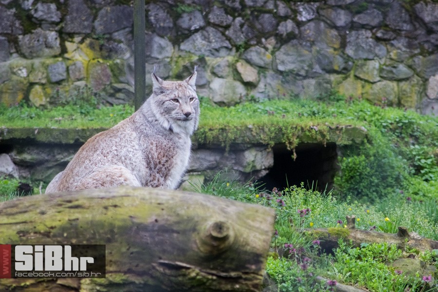 zoo_uskrs_2016_sibhr_89