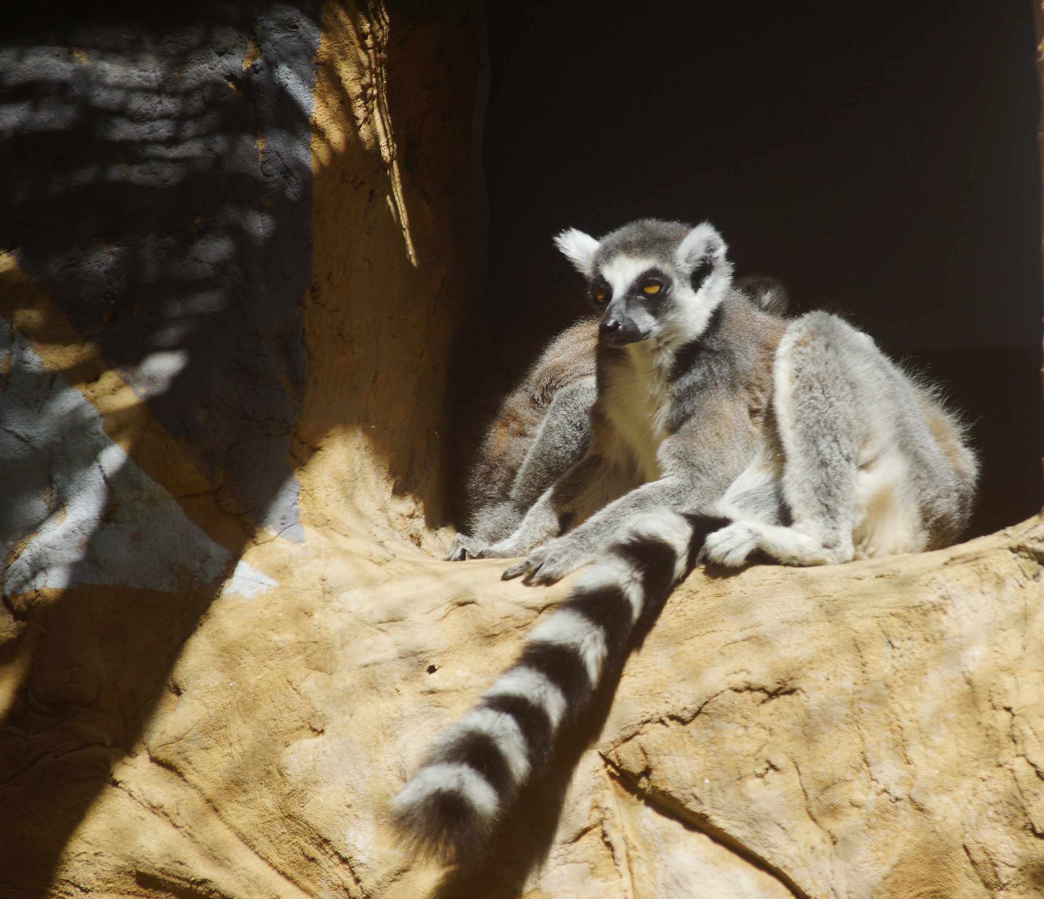 Grad na Dravi, Zoološki vrt i Kopački rit iz perspektive Tonija Šimunića
