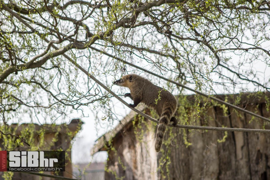 zoo_vrt_08