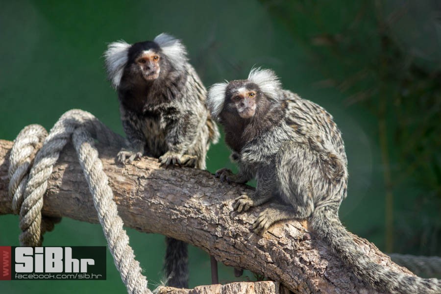 zoo_vrt_23