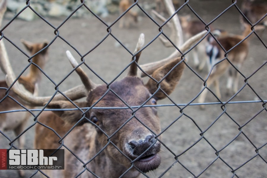zoo_uskrs_2016_sibhr_144