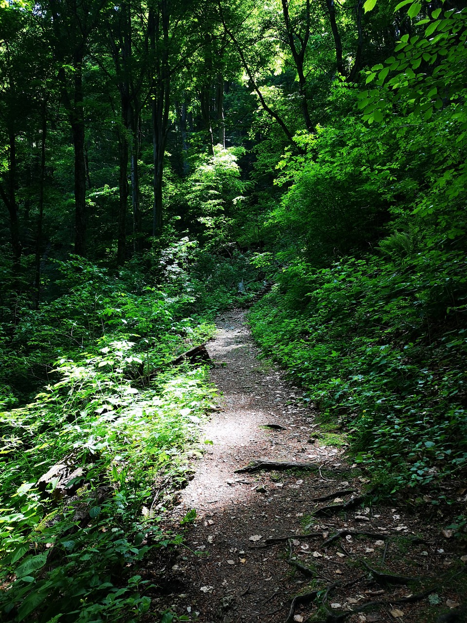 Park prirode Papuk