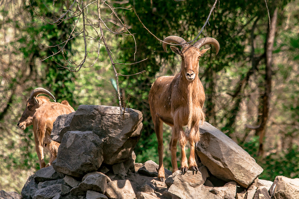 ZOO vrt  Osijek u proljeće
