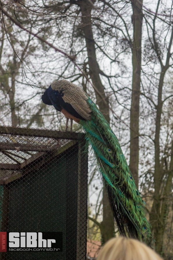 zoo_uskrs_2016_sibhr_160