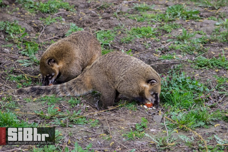 zoo_uskrs_2016_sibhr_36