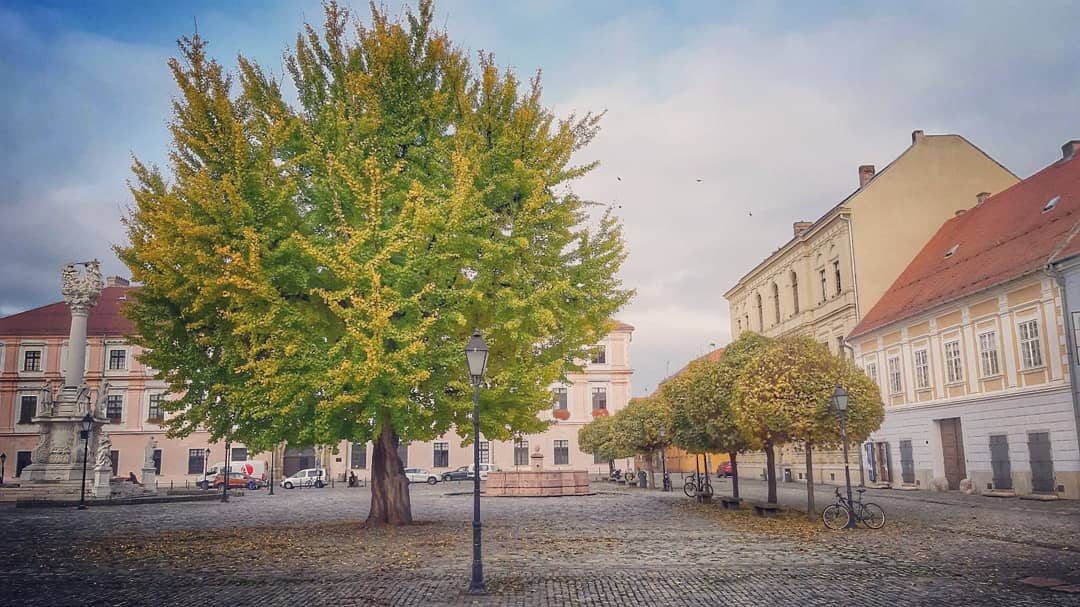 Ginko u osječkoj Tvrđi