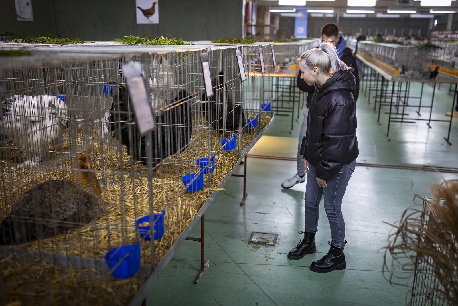 Međunarodna izložba malih životinja “Regija Panonika – Osijek 2024”