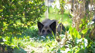 pas njemački ovčar