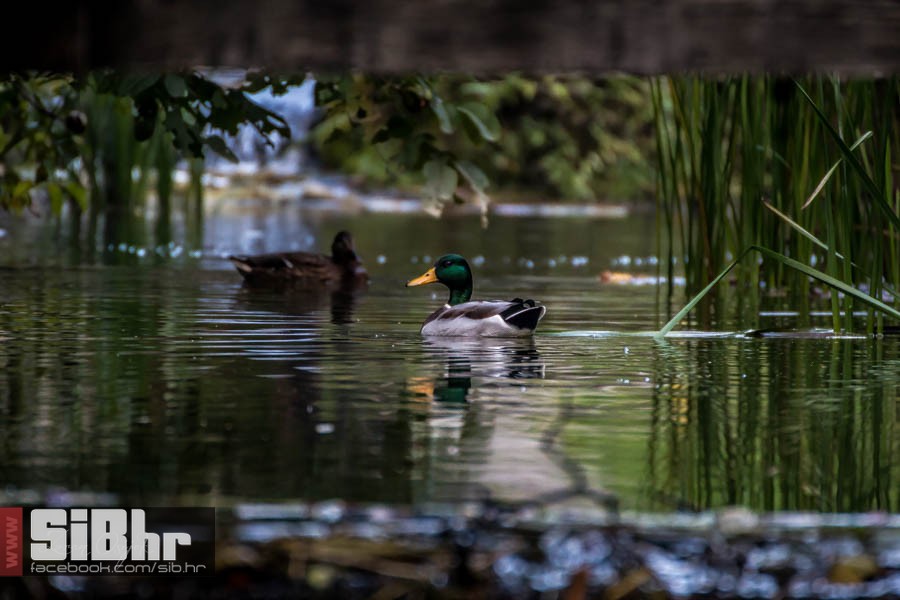 park_prirode_jankovac_36