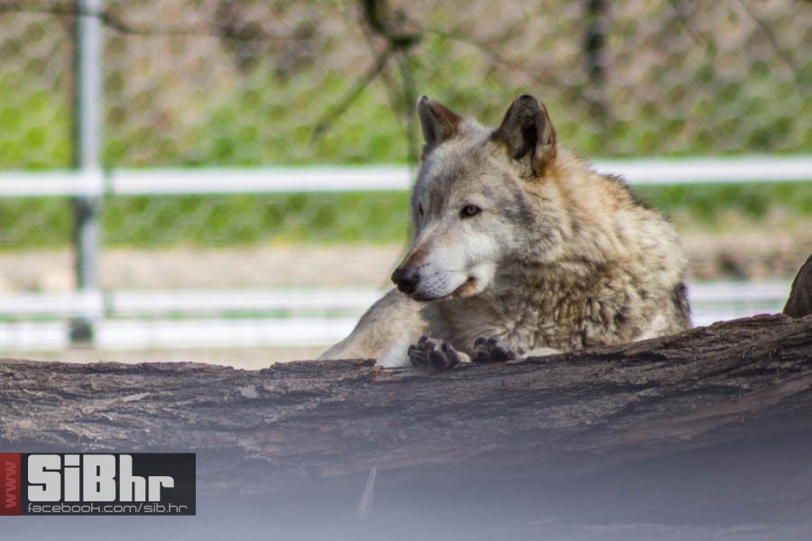 zoo_vrt_88