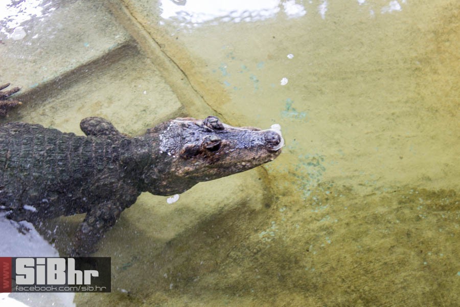 zoo_vrt_103