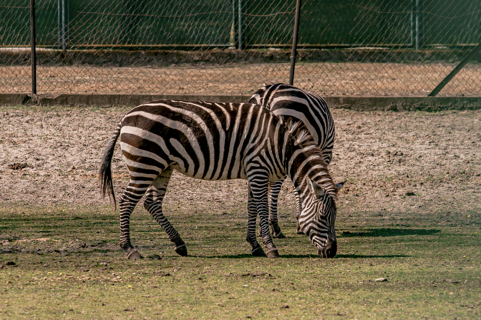 ZOO vrt  Osijek u proljeće