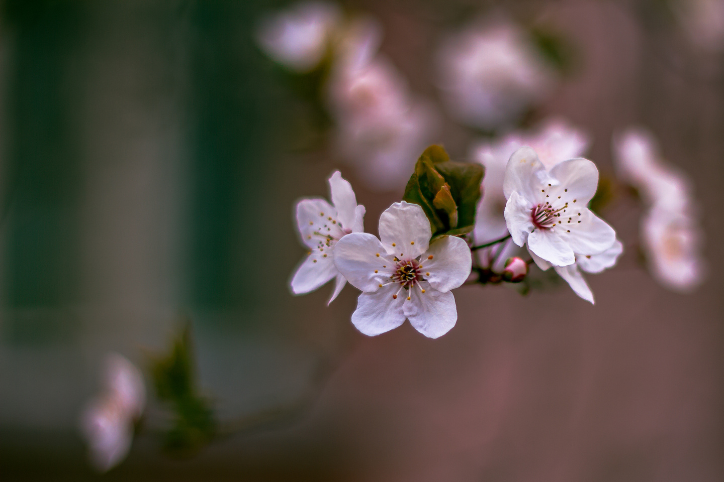 Ulica ringlova u Osijeku