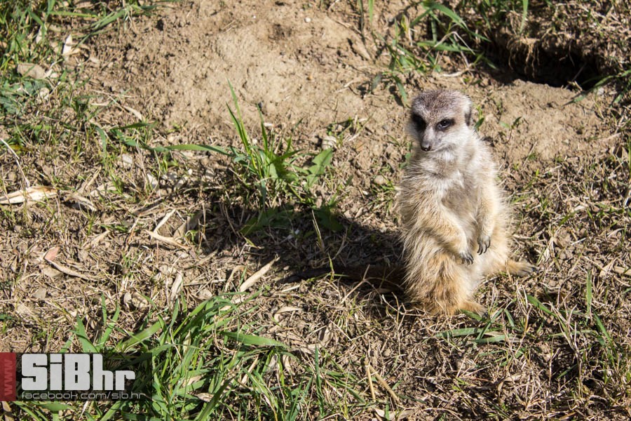 zoo_vrt_20