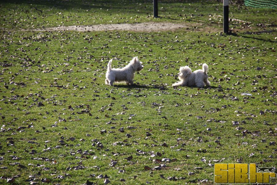 setnja_gradom_7_1_2012_sibhr_11