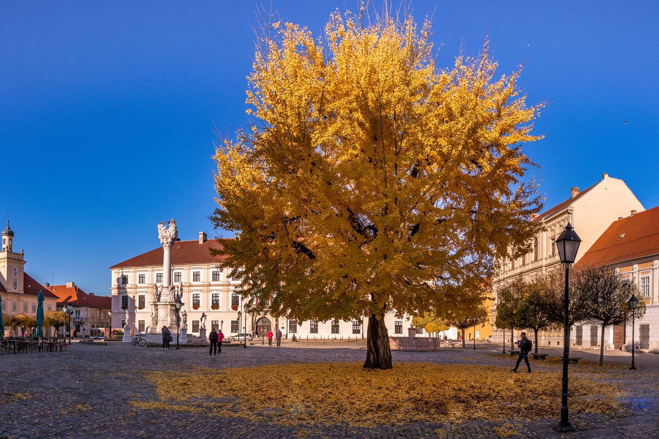Šetnja prohladnim Osijekom ginko tvrđa Šetnja prohladnim Osijekom ginko tvrđa