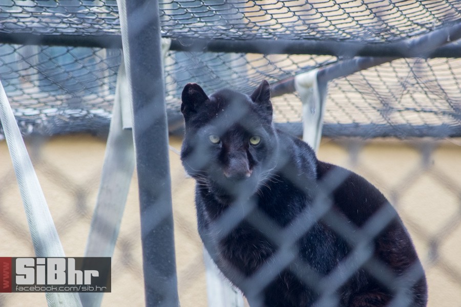 zoo_uskrs_2016_sibhr_95