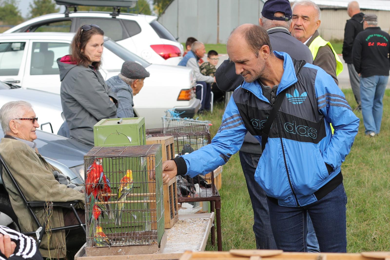 Osječka golubarska pija, rujan 2022. Osječka golubarska pija, rujan 2022.