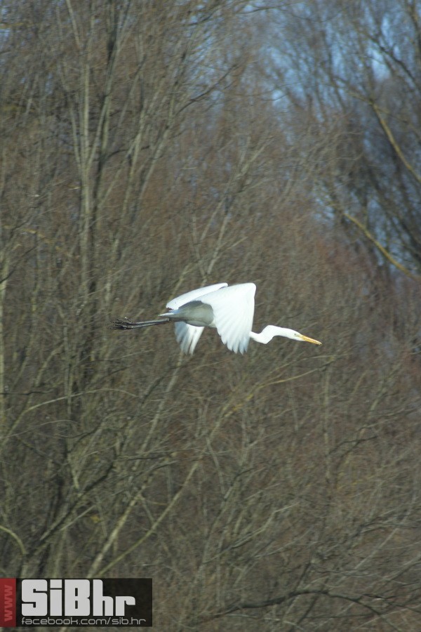 kopackii_14