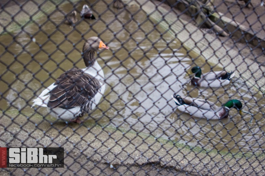 zoo_uskrs_2016_sibhr_163