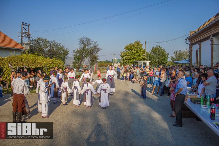 ilocka_berba_1_SiB_hr_08