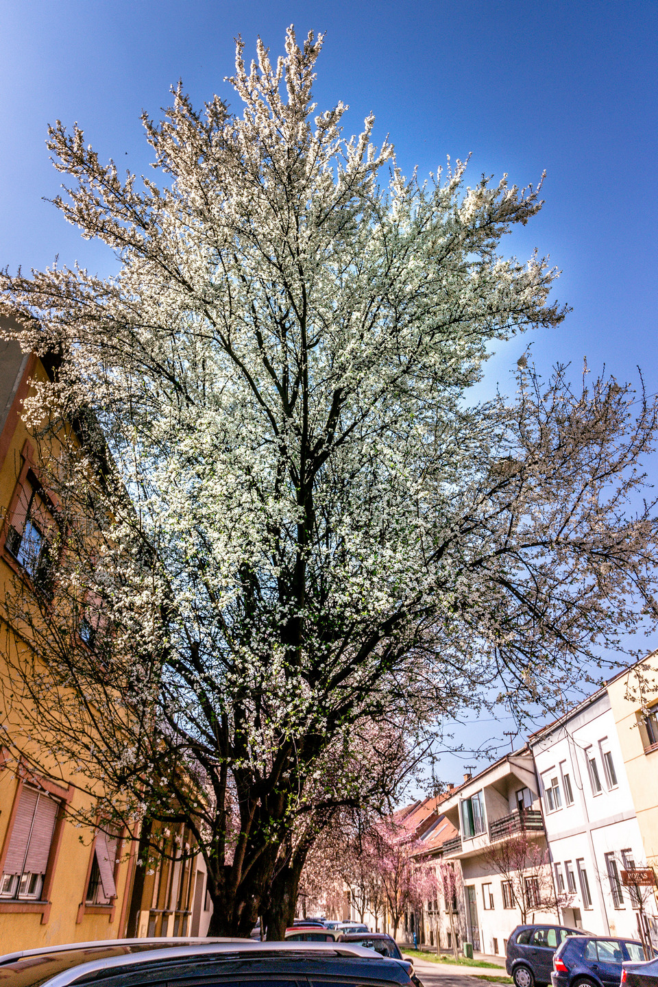 Ulica ringlova u Osijeku