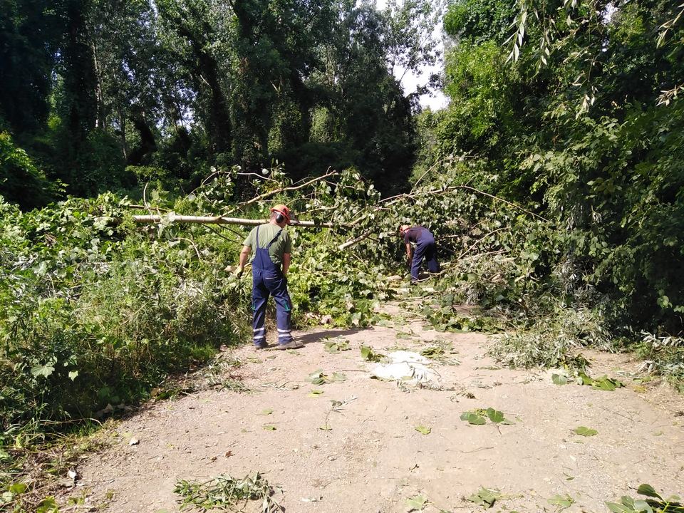Olujni vjetar rušio drva u Osijeku