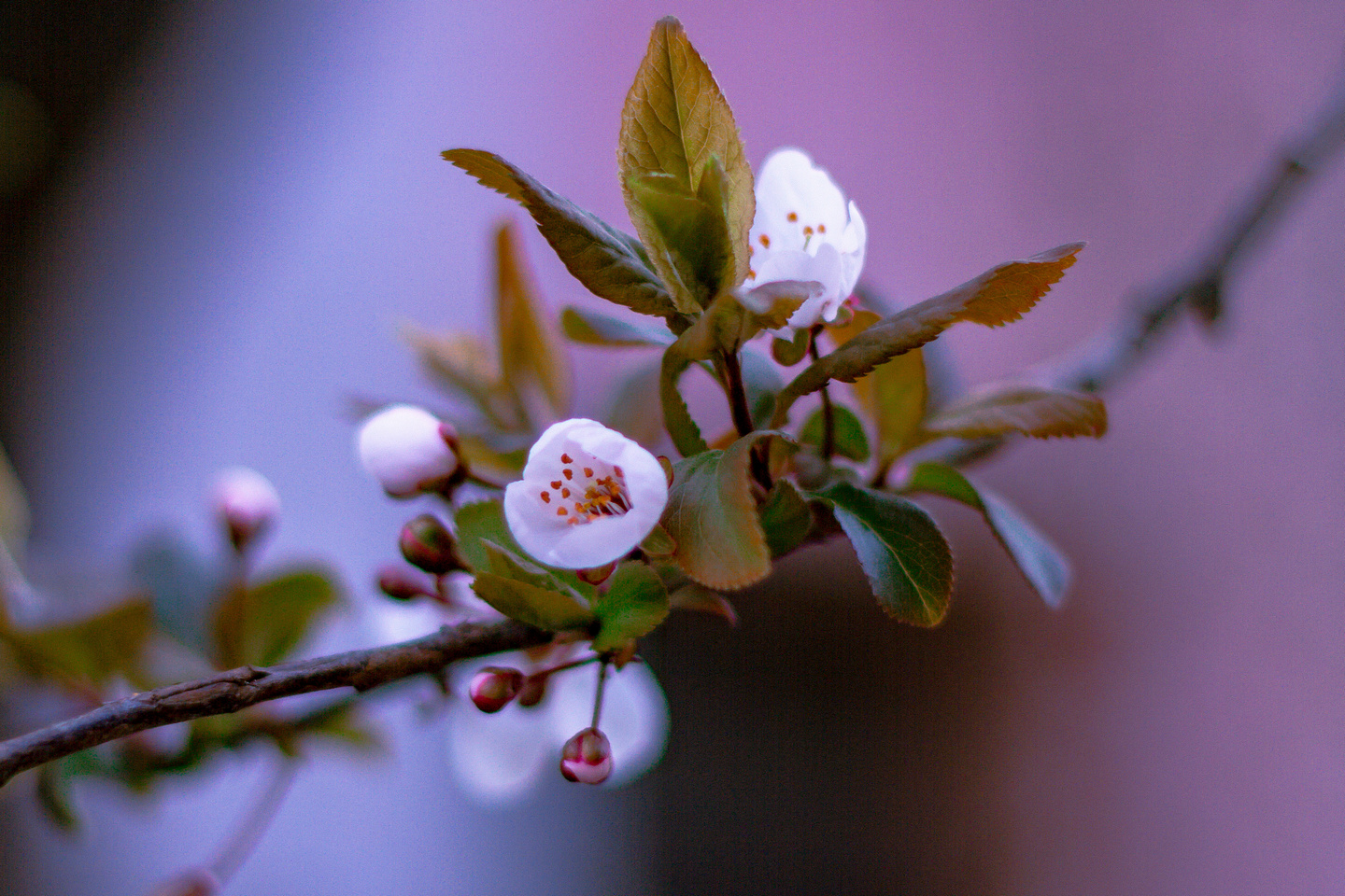 Ulica ringlova u Osijeku