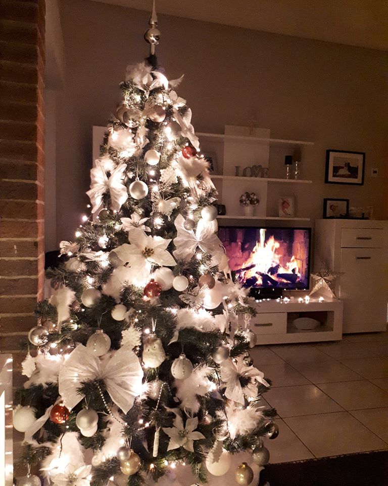 Borovi čitatelja portala SiB.hr