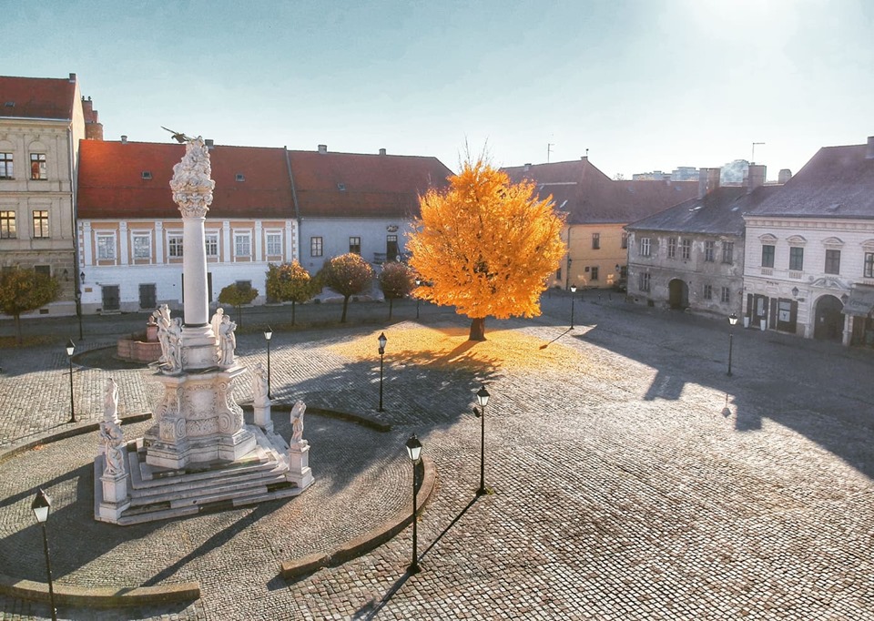 Ginko u osječkoj Tvrđi