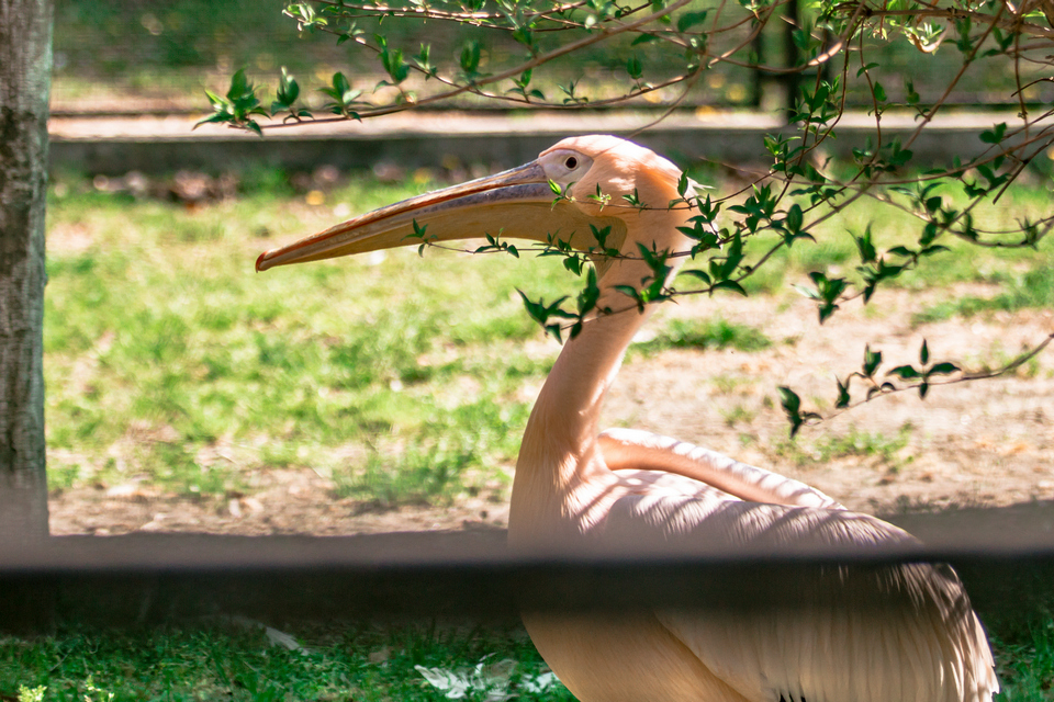 ZOO vrt  Osijek u proljeće