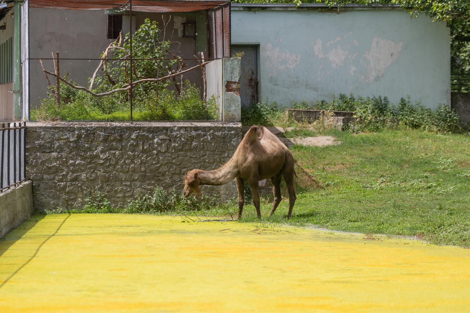 Preplavljeni osječki ZOO vrt intrigira životinje i posjetitelje
