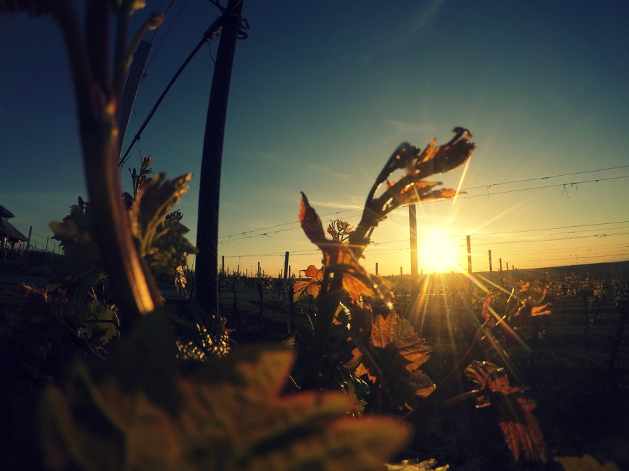 baranja_by_gordan_trtanj_SiBhr_