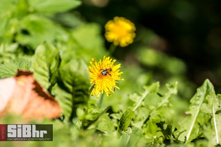 park_prirode_jankovac_49