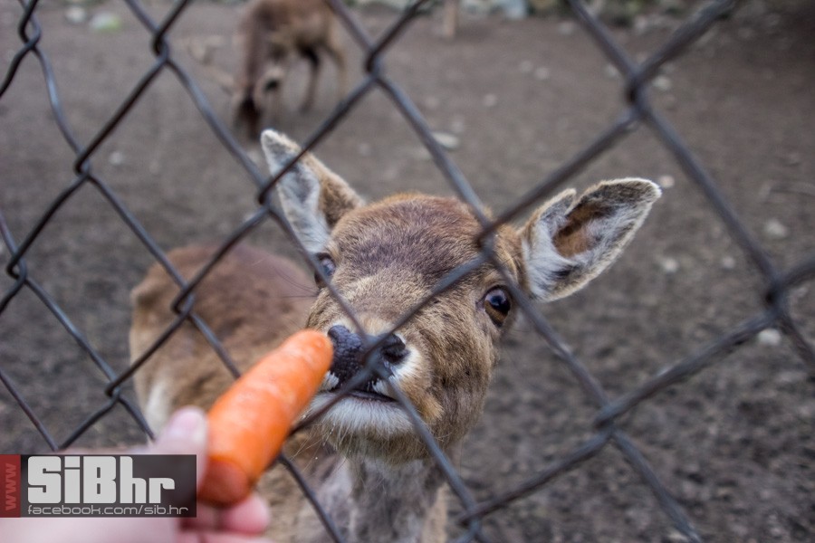 zoo_uskrs_2016_sibhr_147