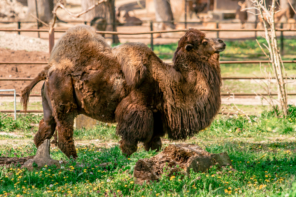 ZOO vrt  Osijek u proljeće