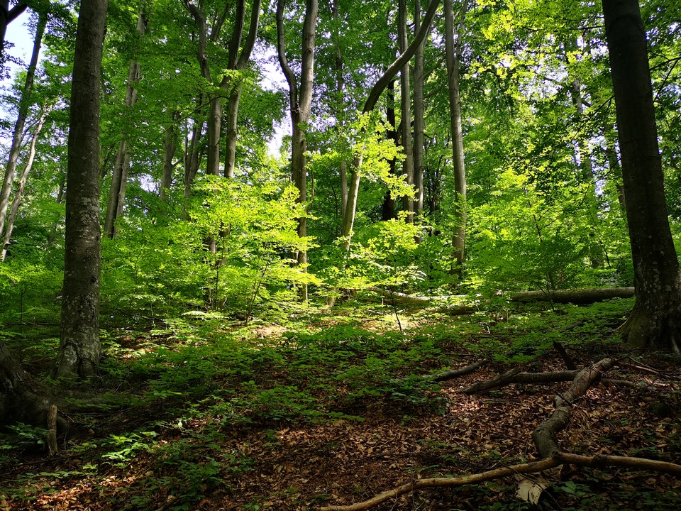 Park prirode Papuk
