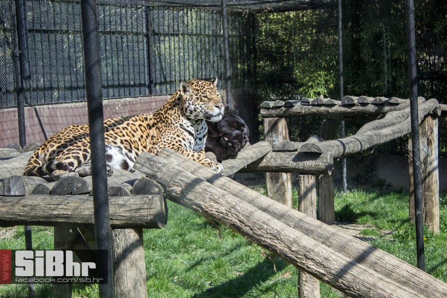 zoo_vrt_41
